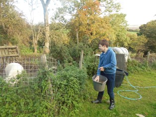 Young male student in blue hoodie feeding a pick from a bucket of feed.